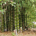 Giant Thorny Bamboo Seeds - 50 Count - Privacy Climbing Garden Shade - Bambusa arundinacea - US Seller