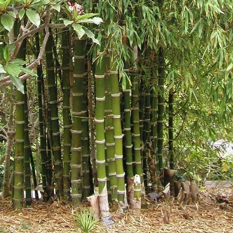 Giant Thorny Bamboo Seeds - 50 Count - Privacy Climbing Garden Shade - Bambusa arundinacea - US Seller