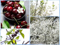 Sand Cherry Seeds - 5 Pack - Edible Fruit Tree Shrub - Prunus pumila - Free Shipping USA