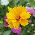 Lance Leaf Coreopsis Seeds - 200 Organic Seeds - Coreopsis lanceolata - USA Grown, Free Shipping