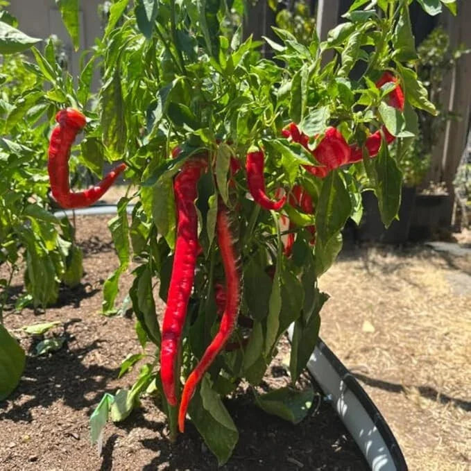 Live Hot Pepper Plant - 8" Tall in 4" Pot - Heirloom Variety - Spicy & Productive Capsicum annuum