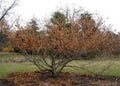 Vernal Witch Hazel Seeds - 15 Pack - Flowering Shrub - Hamamelis vernalis - Native Plant for Garden