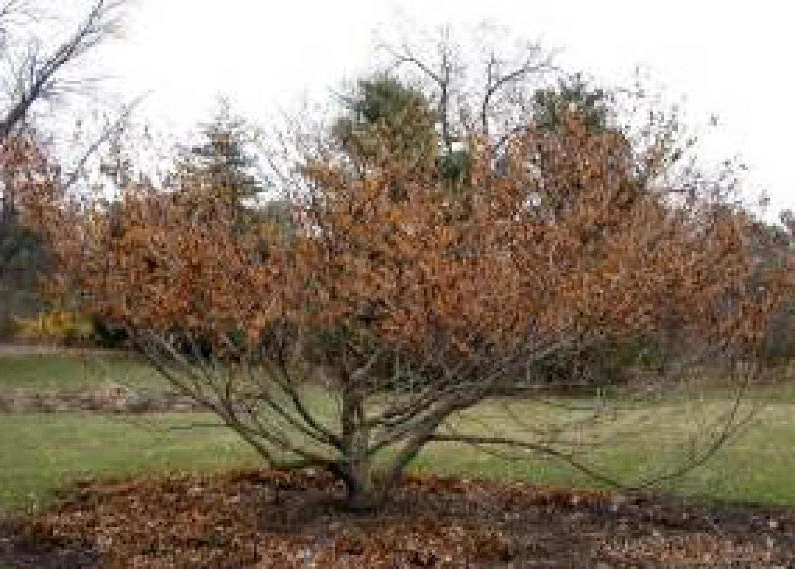 Vernal Witch Hazel Seeds - 15 Pack - Flowering Shrub - Hamamelis vernalis - Native Plant for Garden