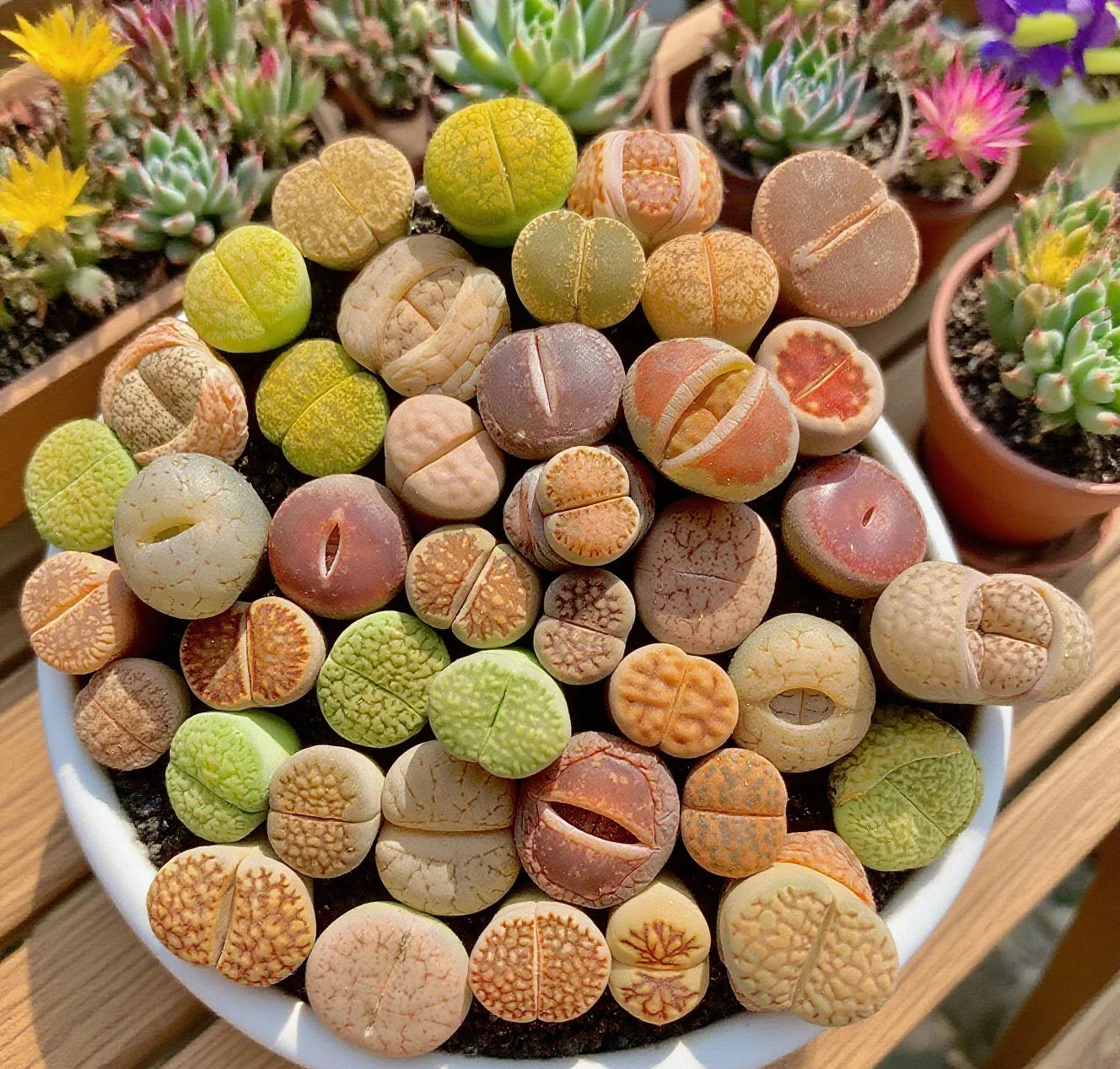 Large Lithops Succulent Mix - Rare Living Stones Plants, 10pcs, Bare Root - Easy Maintenance (Lithops spp.)