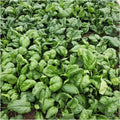 Viroflay Spinach Seeds - Heirloom Vegetable Garden Variety - Spinacia Oleracea - 100+ Seeds - Free Shipping