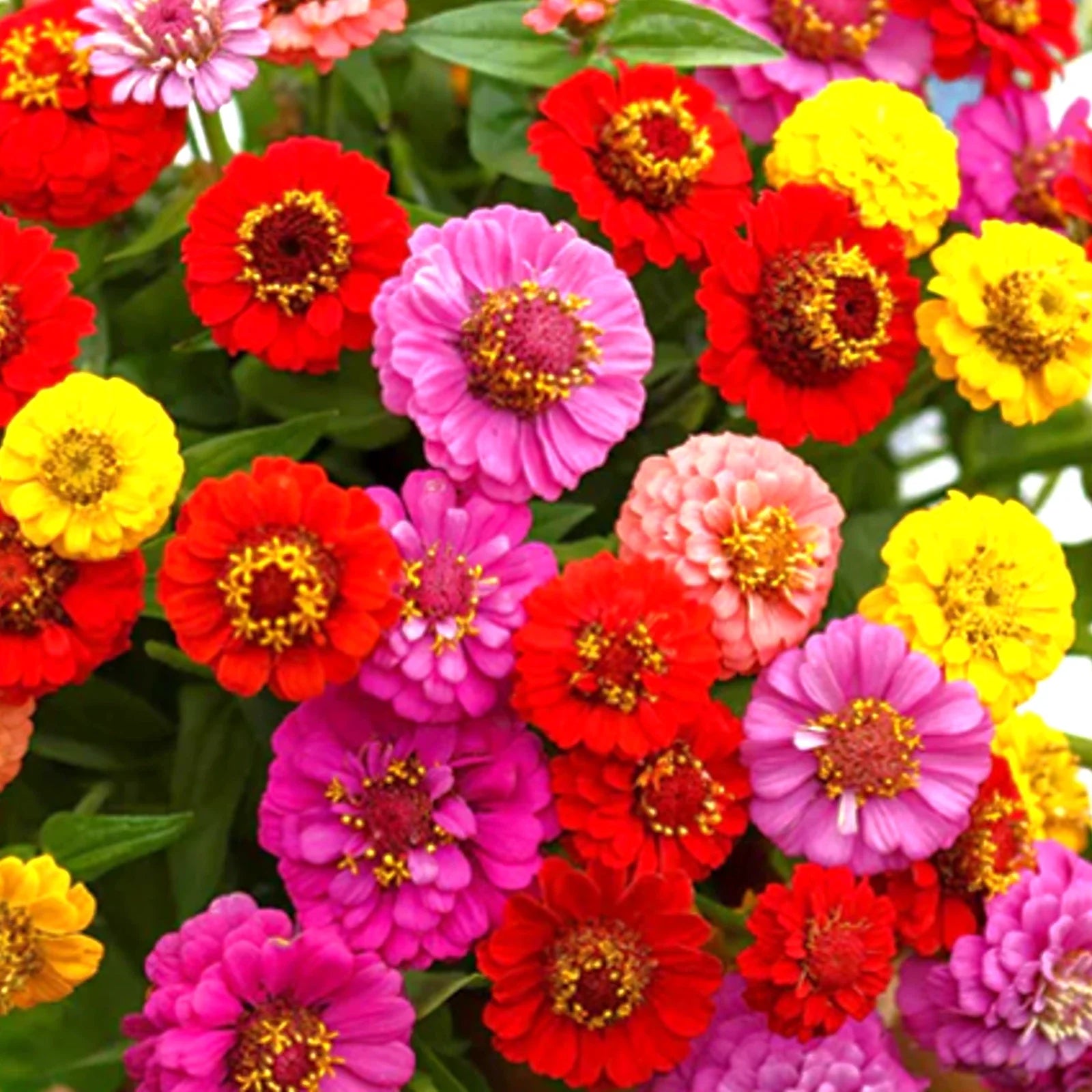 Zinnia Seeds - Lilliput Mix Pom Pom Dwarf Rainbow Multi Color Flower Seed - Zinnia elegans 2025