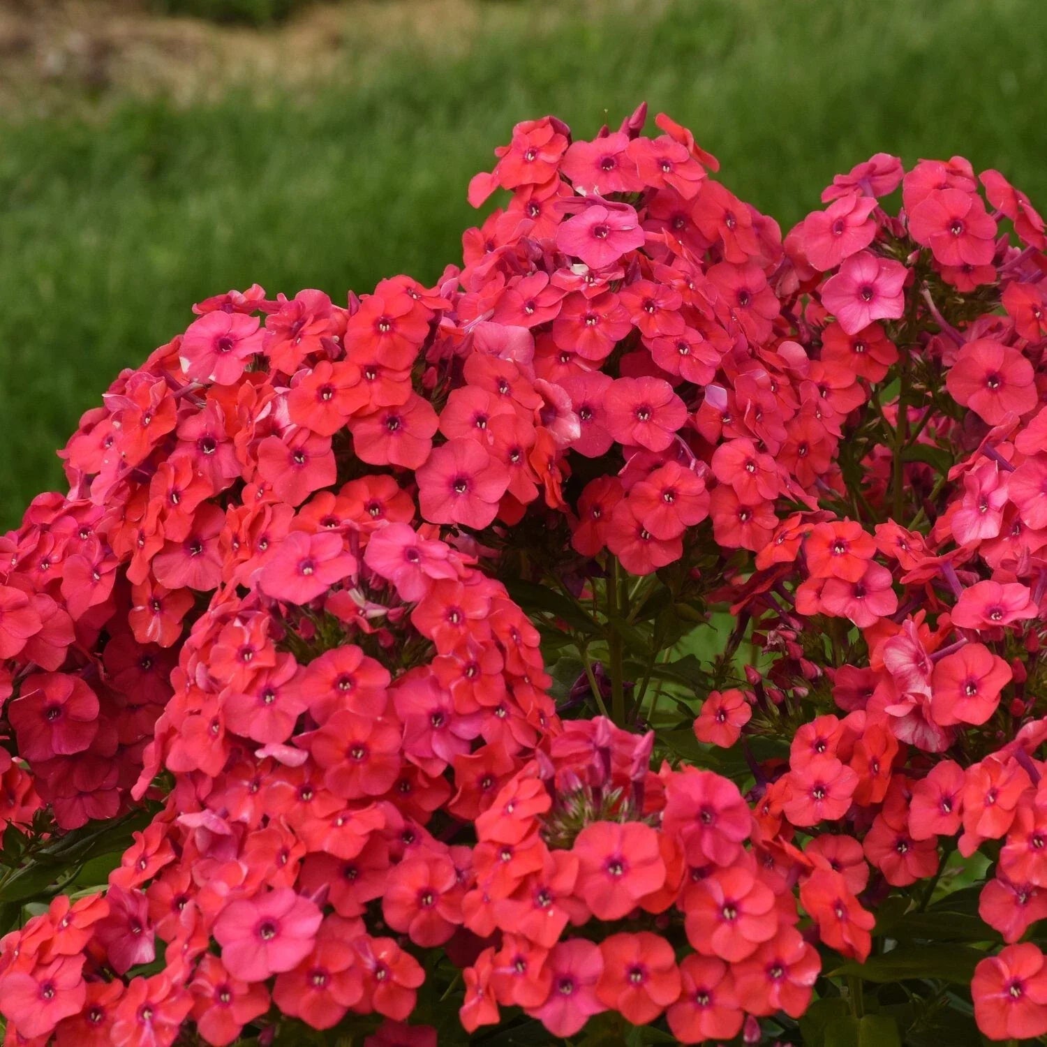 Sunset Coral Phlox Seeds - 100+ Seeds for Garden Planting - Phlox paniculata - USA - Free Shipping