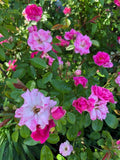 Floribunda Rose Cuttings 6-8" Long Brilliant Pink Iceberg Rosa 'Brilliant Pink Iceberg'