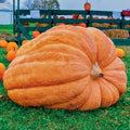 Dill's Atlantic Giant Pumpkin Seeds - 10 Heirloom NON-GMO Seeds for World Record Growth - Cucurbita pepo
