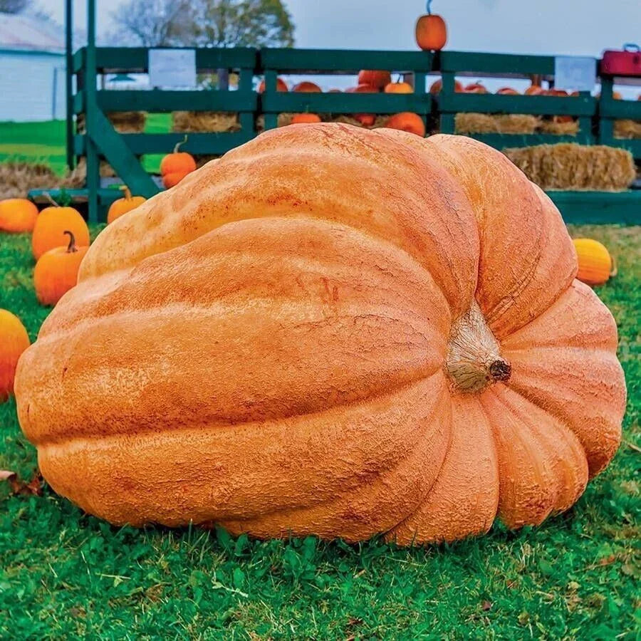 Dill's Atlantic Giant Pumpkin Seeds - 10 Heirloom NON-GMO Seeds for World Record Growth - Cucurbita pepo