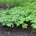 XXL Mayapple Rhizomes 5-Pack Bare Root Herb Spring Planting 2025 Podophyllum peltatum Appalachian