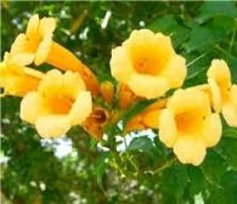 Yellow Trumpet Vine Cuttings, 5 Cuttings, Organic Perennial, Campsis Radicans, Fast-Growing Climbing Plant
