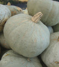 Sweetmeat Winter Squash Seeds - Fresh Heirloom Seeds for Planting - Cucurbita maxima