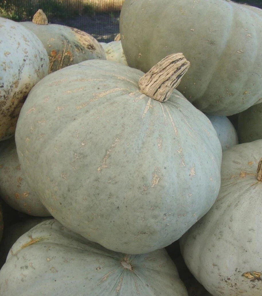 Sweetmeat Winter Squash Seeds - Fresh Heirloom Seeds for Planting - Cucurbita maxima