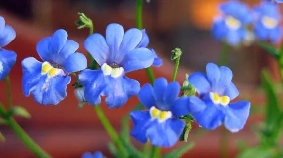 Nemesia Seeds - Blue Gem - Annual Flower Seeds - Nemesia strumosa