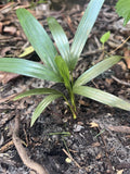 Christmas Palm Seedlings 2 Bare Rooted Adonidia Merrillii Seedlings for Sale