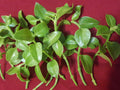 Sun Rose Cuttings 4" to 6" Red Apple (Aptenia cordifolia) for Rooting - 10 Pack
