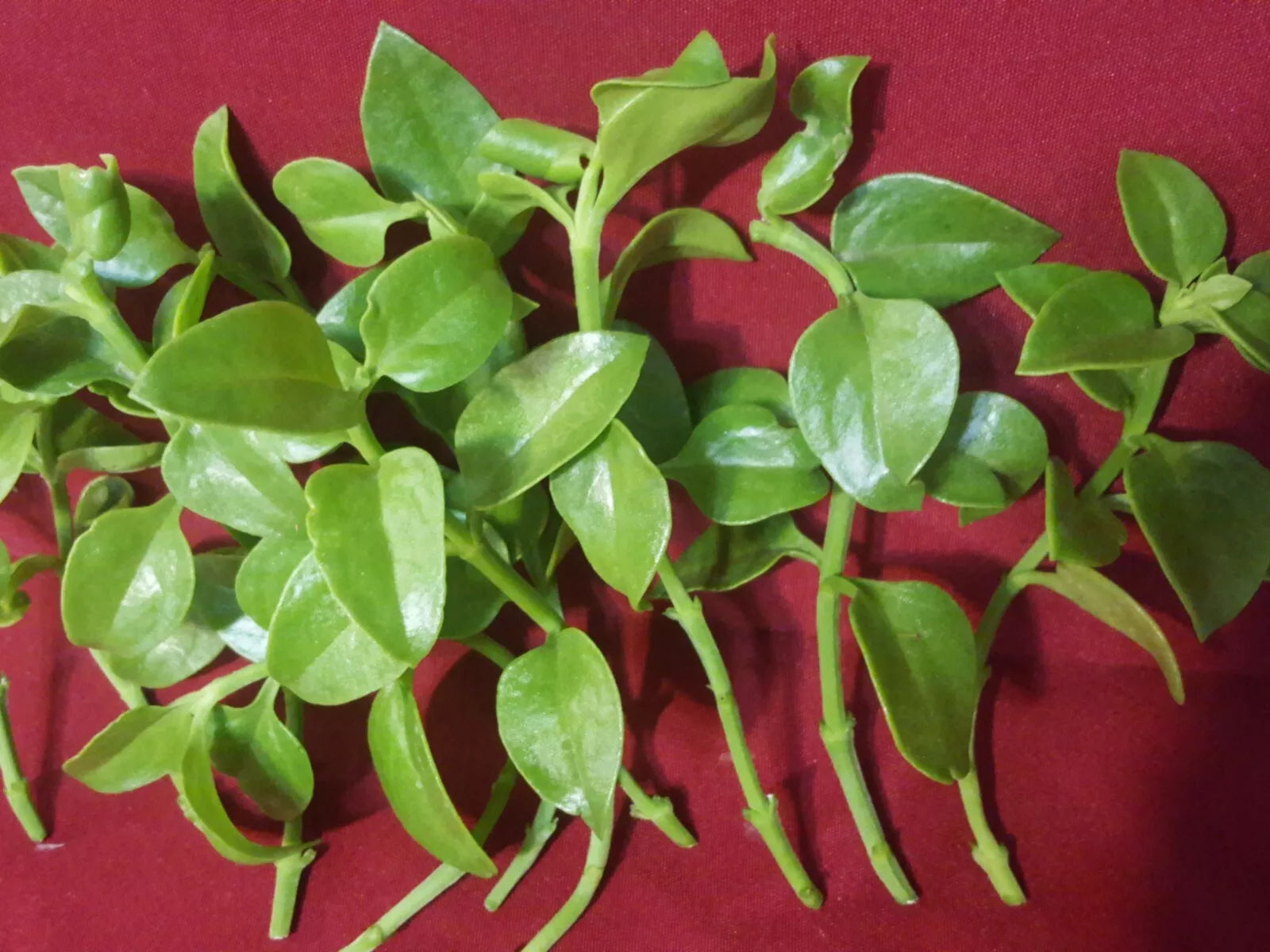 Sun Rose Cuttings 4" to 6" Red Apple (Aptenia cordifolia) for Rooting - 10 Pack