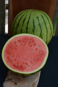 Tiger Baby Watermelon Seeds - 50+ Pack for Garden Planting - Citrullus lanatus - USA Grown, Non-GMO, Free Shipping