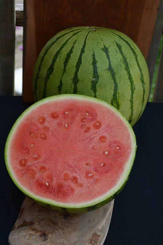 Tiger Baby Watermelon Seeds - 50+ Pack for Garden Planting - Citrullus lanatus - USA Grown, Non-GMO, Free Shipping