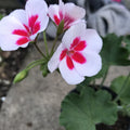 Geranium Mojo White Splash Live Plant 4 Inches Rare Garden Planter Pelargonium spp.