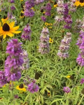 Purple & Pink Lemon Mint BeeBalm Herb Seeds - 200+ Monarda citriodora Horsemint for Garden Planting