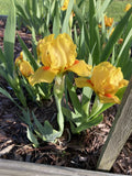 Yellow Orange Bearded Iris Rhizomes 4-Pack Dwarf 6”-10” Tall Early Bloom Deer Resistant