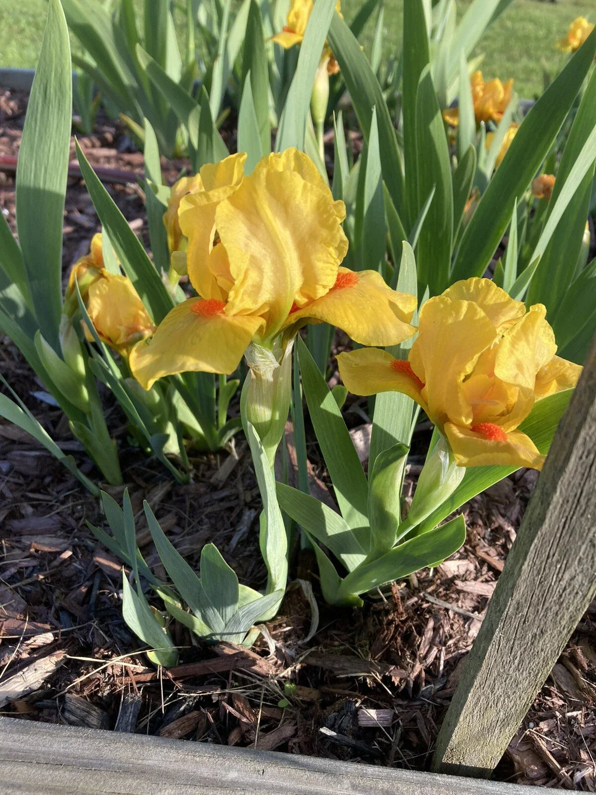 Yellow Orange Bearded Iris Rhizomes 4-Pack Dwarf 6”-10” Tall Early Bloom Deer Resistant