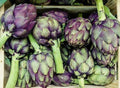 Purple Romagna Artichoke Seeds - 15+ Italian Perennial Seeds - Cynara scolymus - Heirloom Organic Gardening Supplies