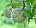 Sugar Apple Tree Seeds - 5 Seeds - Annona squamosa - Ideal for Bonsai Cultivation
