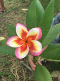 Plumeria Seeds - 5 Pack - Orange Yellow Pink Flowers - Perennial Plant Seeds - Frangipani (Plumeria spp) - US Seller