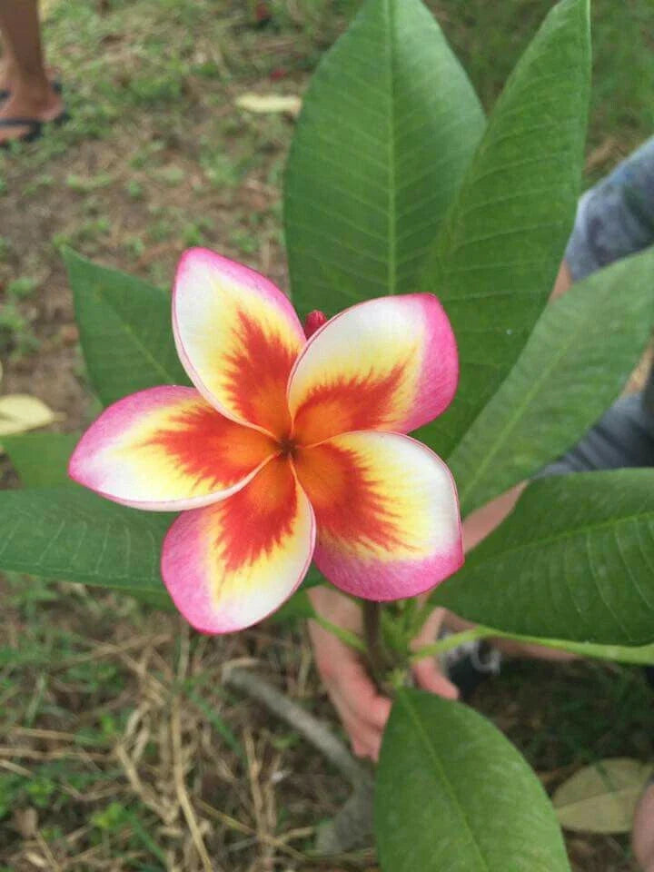 Plumeria Seeds - 5 Pack - Orange Yellow Pink Flowers - Perennial Plant Seeds - Frangipani (Plumeria spp) - US Seller