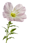 Pink Showy Evening Primrose Seeds 1500+ | Oenothera speciosa | Perennial Medicinal Herb Flower Seeds