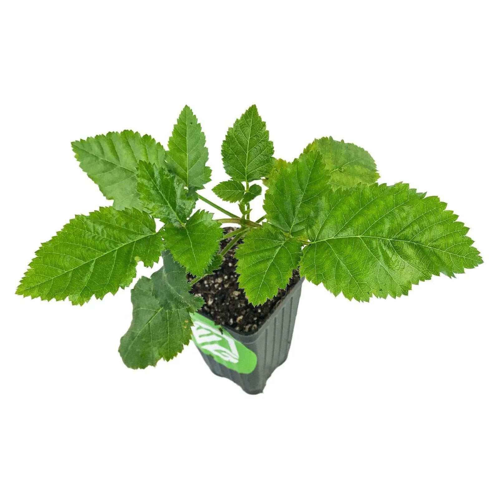 Prime-Ark Freedom Blackberry Plant - Rubus - Live Edible Fruit Plant for Home Garden
