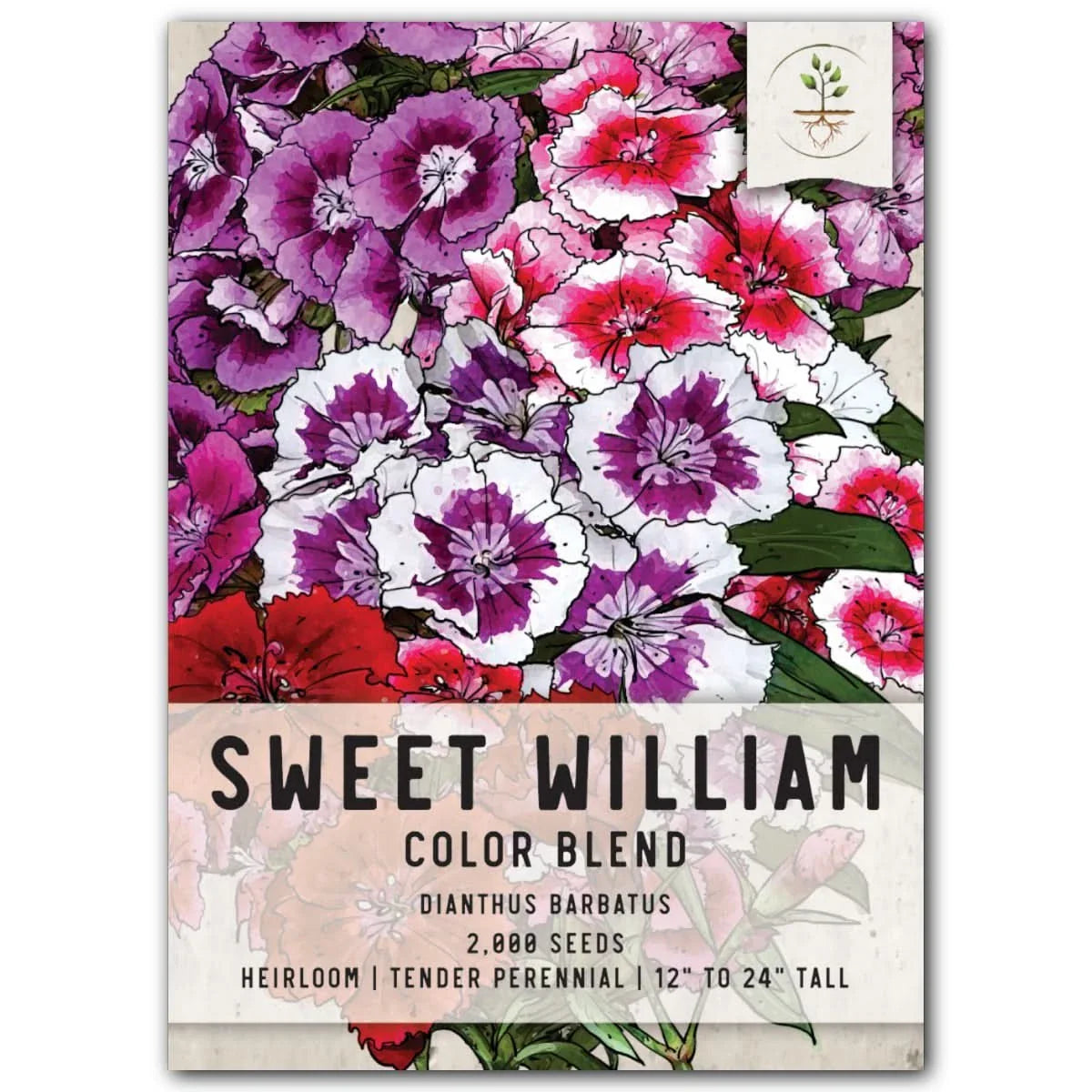 Sweet William Wildflower Seeds for Planting - Dianthus barbatus - Colorful Perennial Garden Flowers