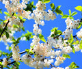 Carolina Silverbell Tree Seeds - 6 Large Seeds Halesia carolina for Planting - Native Tree Seeds