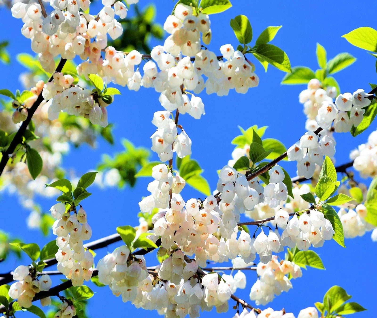 Carolina Silverbell Tree Seeds - 6 Large Seeds Halesia carolina for Planting - Native Tree Seeds