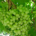 Thompson Live Grape Vine Cuttings - 12 Pack - Vitis vinifera - Ideal for Home Garden, Vineyard, or Landscaping