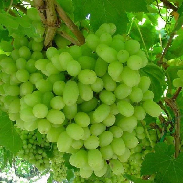 Thompson Live Grape Vine Cuttings - 12 Pack - Vitis vinifera - Ideal for Home Garden, Vineyard, or Landscaping