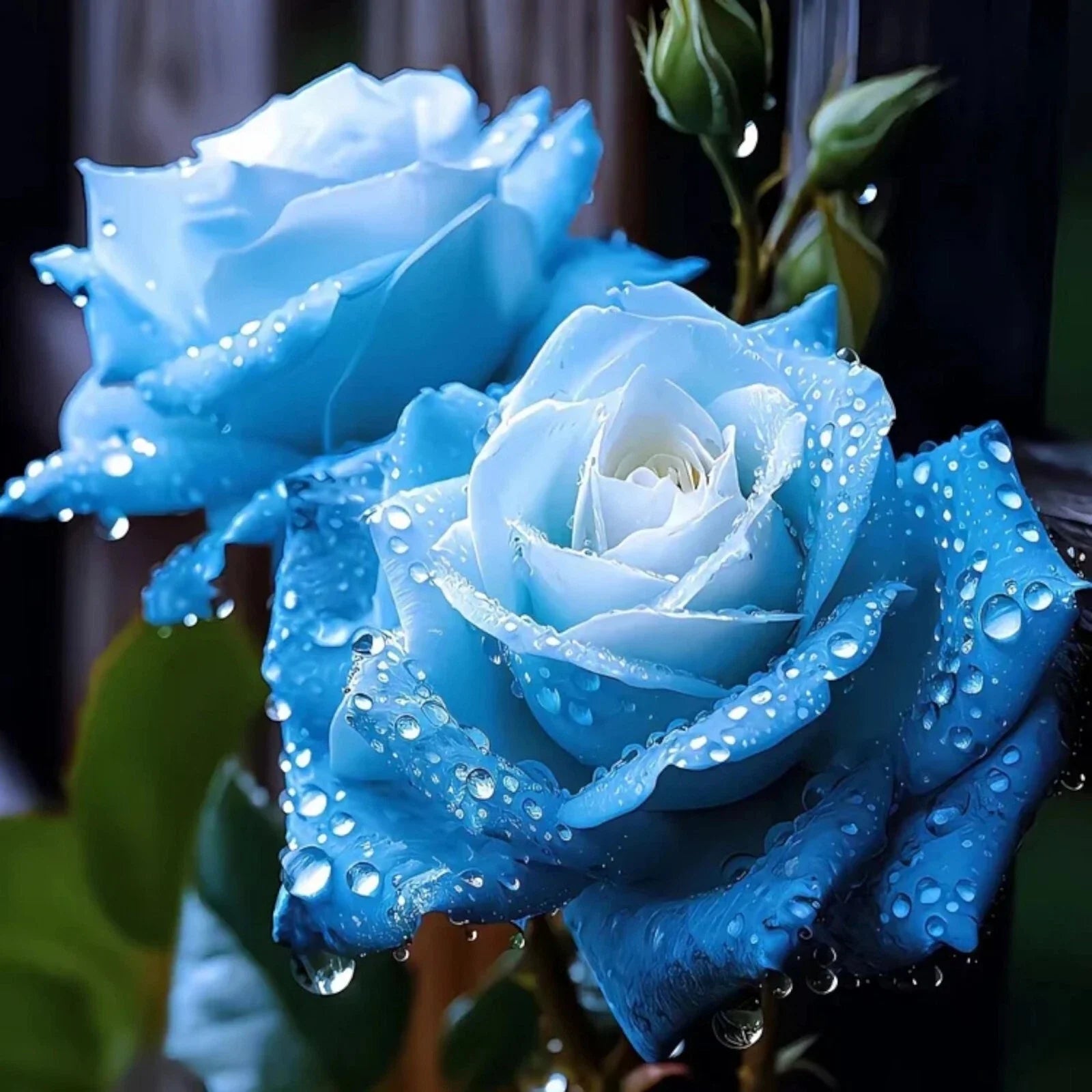 20pcs Blue Rose Seeds - Unique Broken Ice Variety - Perfect for Gardens and Floriculture (Rosa)