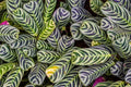 Stromanthifolia Calathea Seeds - 25+ Pack for Garden Planting - Tropical Indoor Plant Seeds - USA Grown