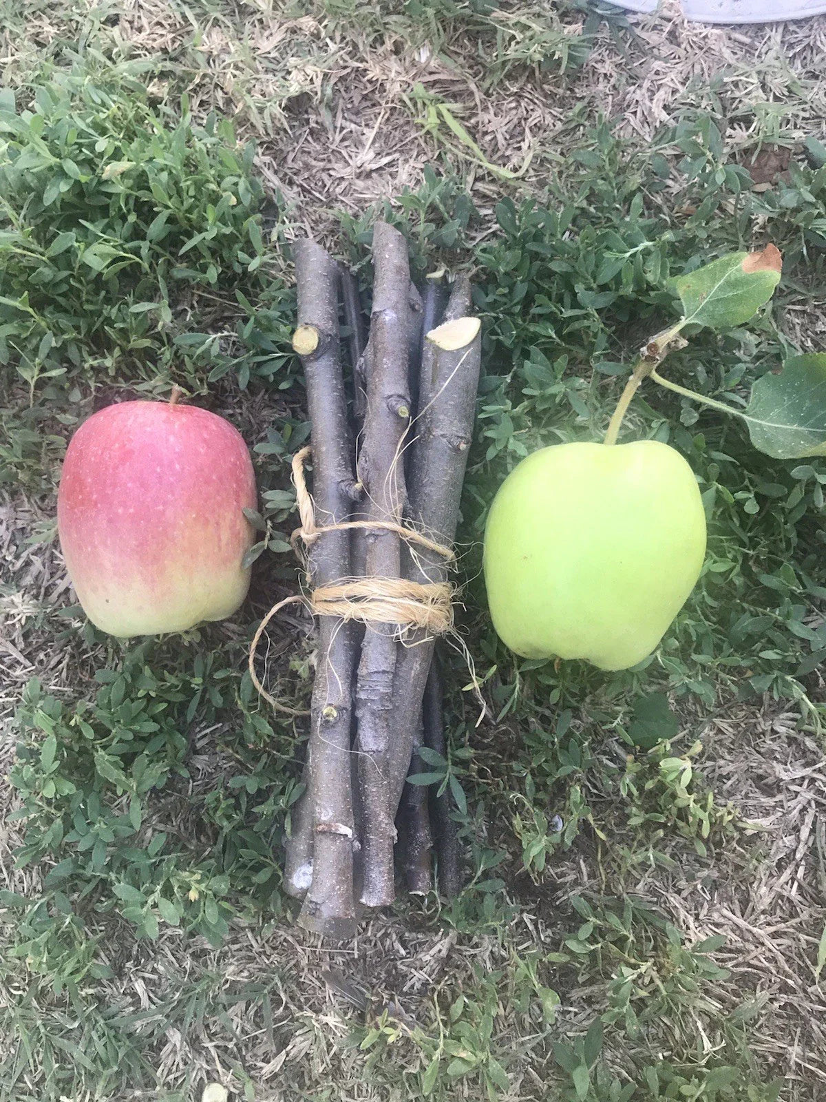 Organic Apple Tree Cuttings - 5 Fresh Cuttings - Malus domestica - Premium Quality