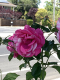 Pink White Variegated Fragrant Rose Cuttings, 6 Inch Logs, No Roots, Rosa spp.