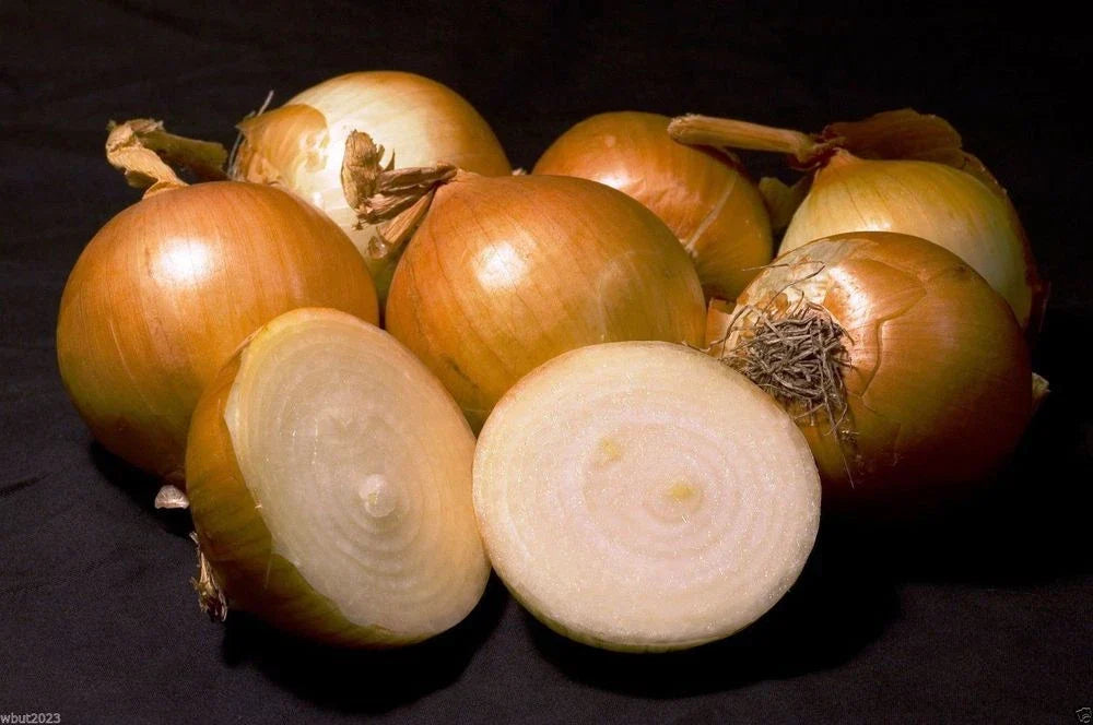 Walla Walla Onion Seeds - Fresh Seed for Planting - Allium cepa