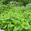 Spearmint Live Plants (4 Bare Root) Organic Peppermint Mint - Mentha spicata, Indoor/Outdoor Cultivation, Medium Water Needs