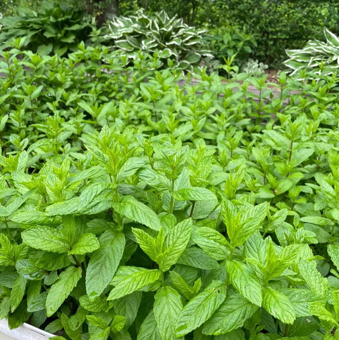 Spearmint Live Plants (4 Bare Root) Organic Peppermint Mint - Mentha spicata, Indoor/Outdoor Cultivation, Medium Water Needs