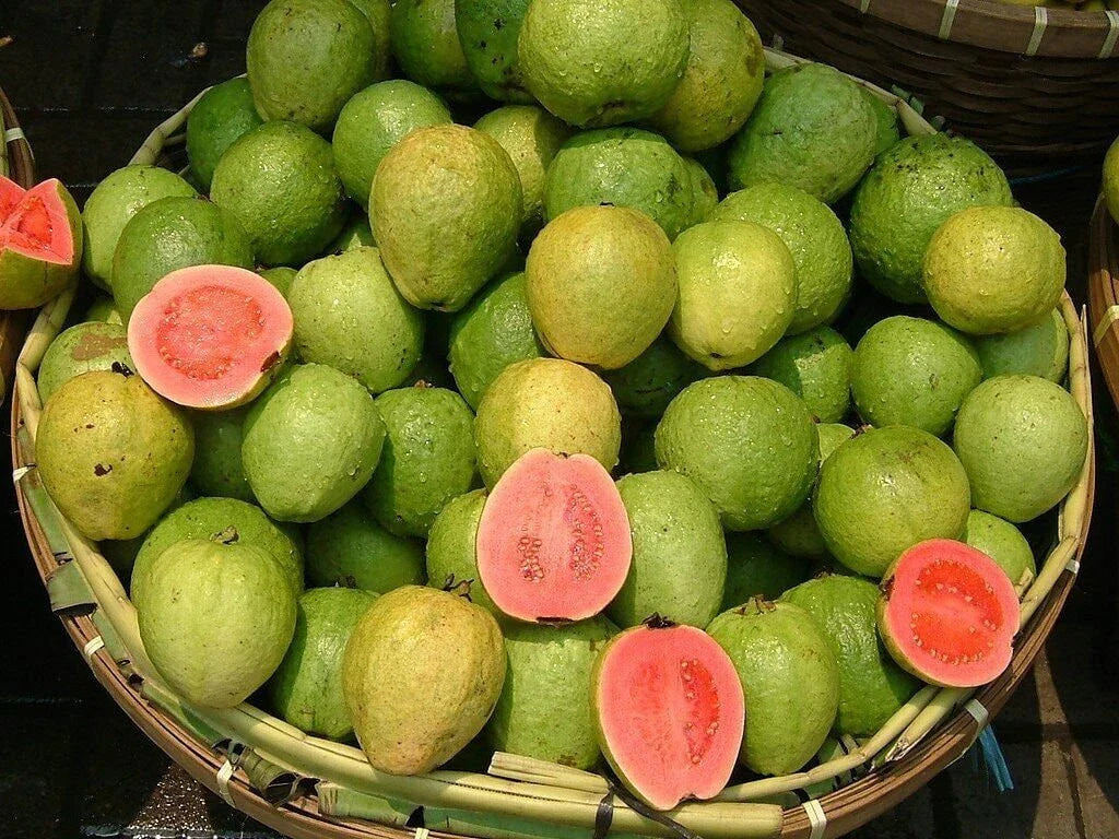 Pink Guava Seeds - Non-GMO, Gardening Gift - Psidium guajava