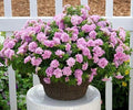 Petunia Plug 1 Doppio Pink Shades Live Plant - Old Fashion Petunia Doppio (Petunia × hybrida)