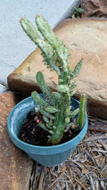 Variegated Joseph's Coat Cactus - 4-6 inches - With Roots - (Euphorbia milli)
