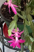 Schlumbergera Cactus Cutting - Perfect Pink Succulent Starter Plant for Home Decor or Gardening